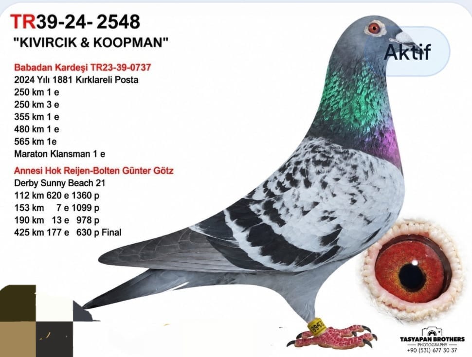 TR-39-24-2548 CETİN OKUMUŞ KIVIRCIK GÜVEN BAKIŞLI