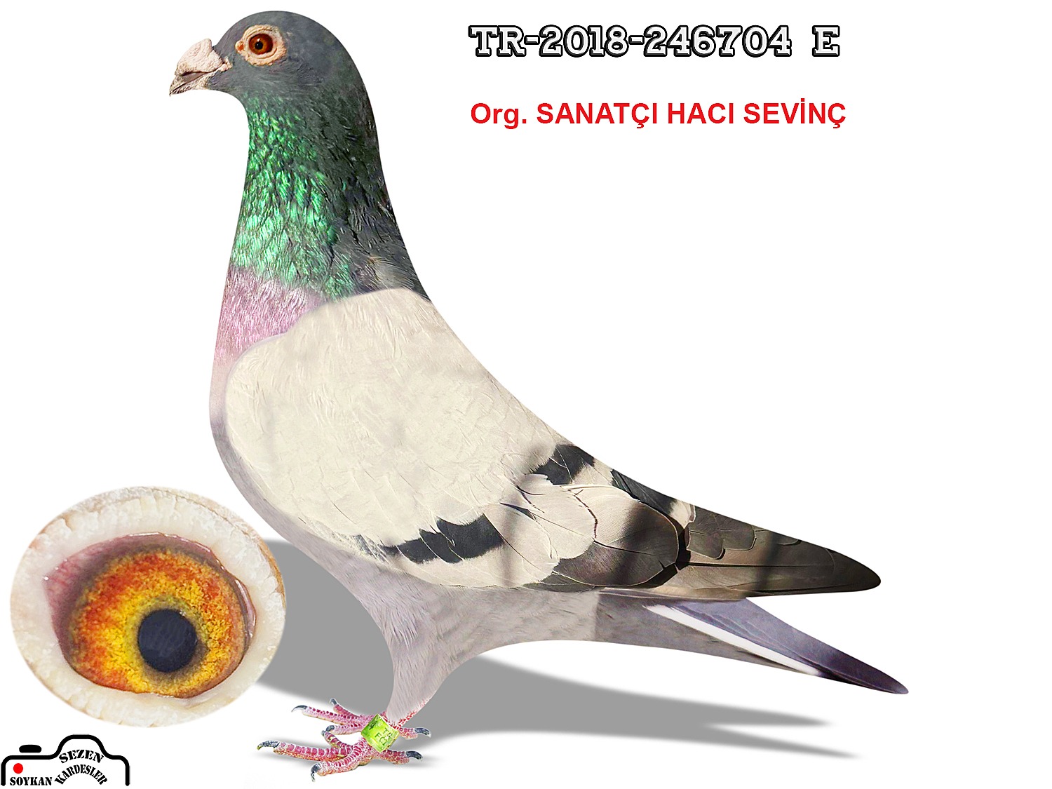 TR-18-246704  C.G KOOPMAN- DE RİJCK WALTER