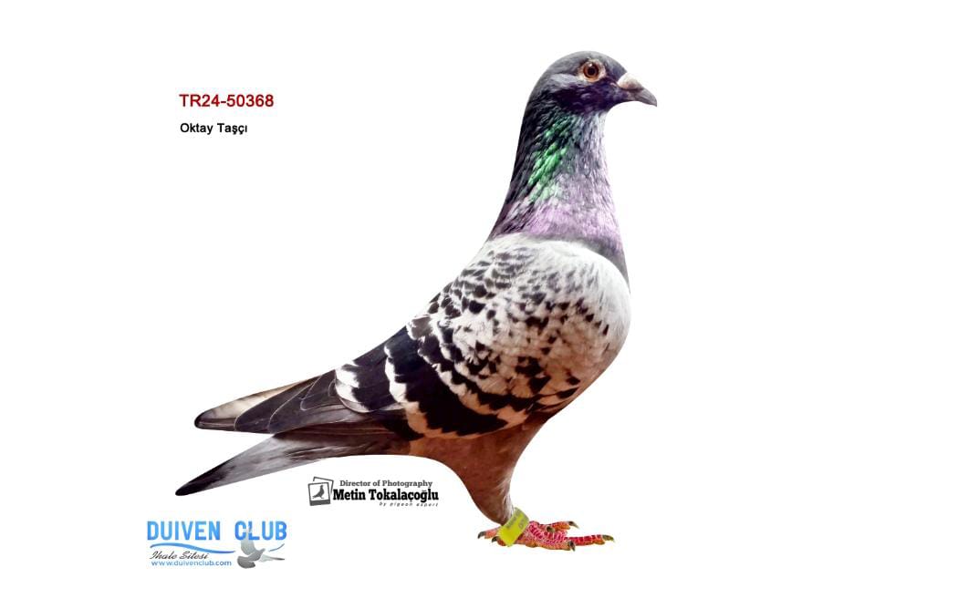 TR-24-34-50368 TOMAS 6&HURİCAN 51