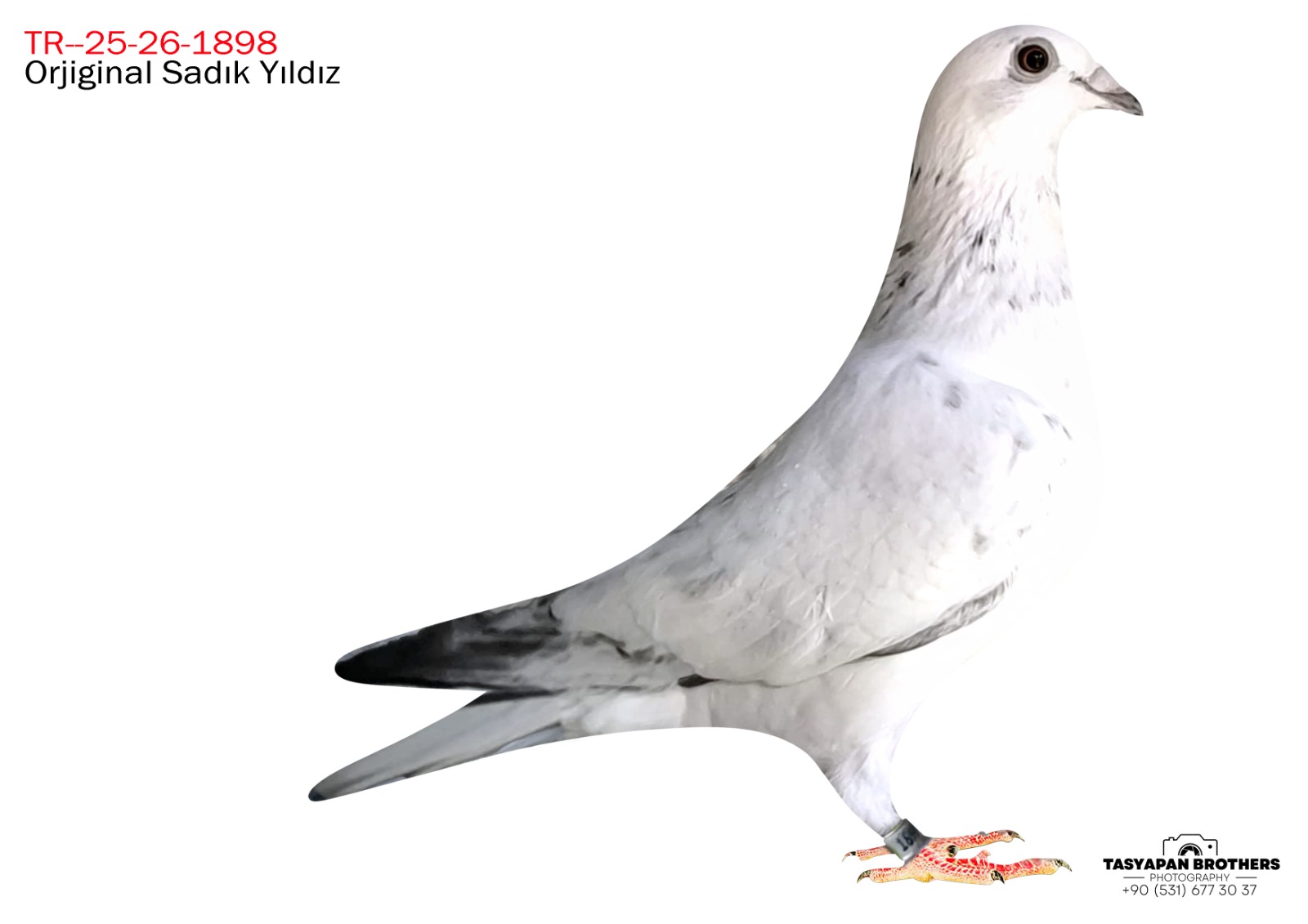 TR-25-26-1898 %100 JOS THONE