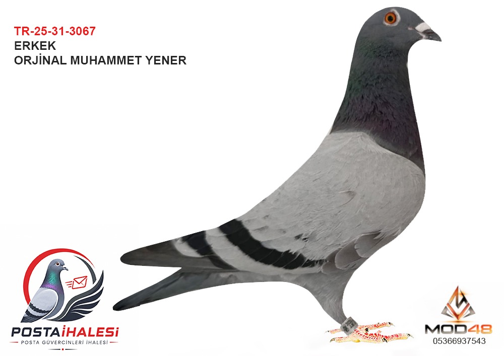 TR-25-31-3067- MESSİ 050 Aİ TÜRK OGUN KÖSE