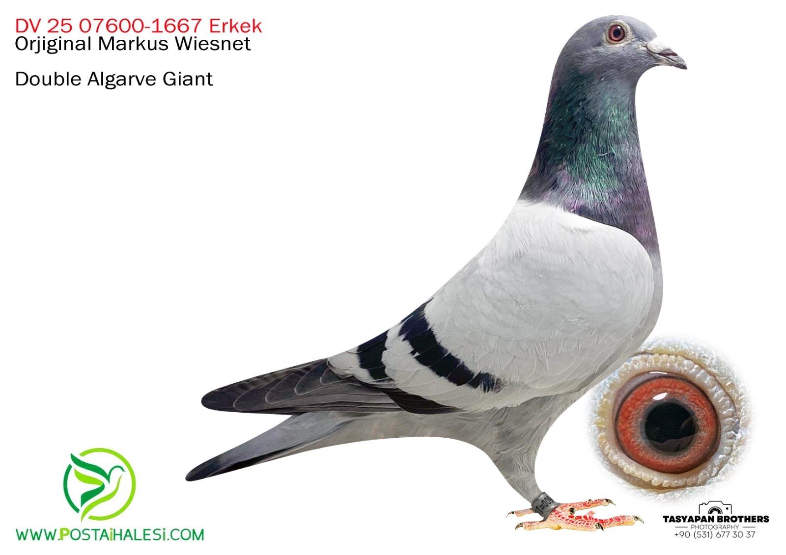 DV-25-07600-1667 DULE ALGARWE GİAT TORUNU
