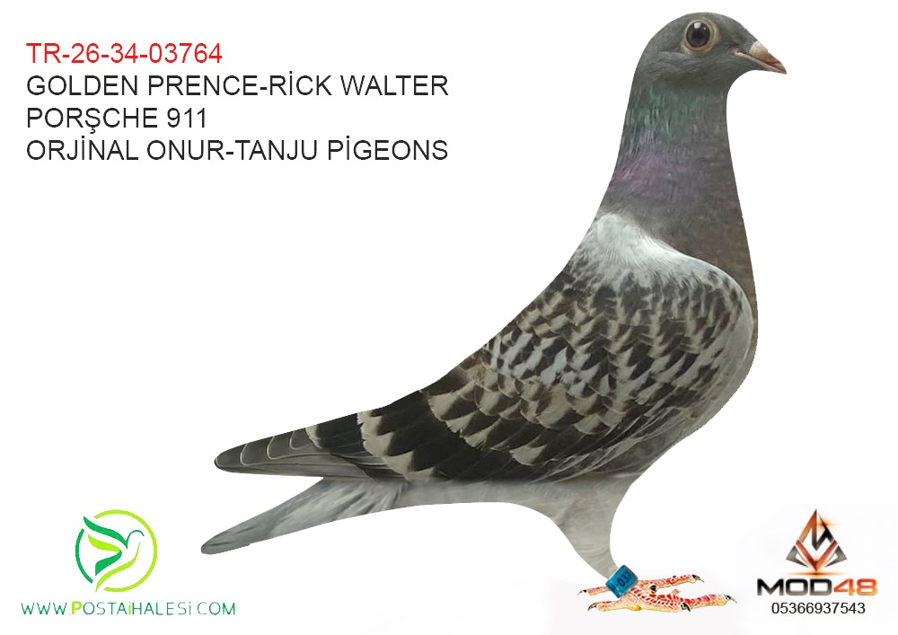 TR-26-34-03764 GOLDEN PRENCE-DE RİCJK WALTER-PORŞCHE 911