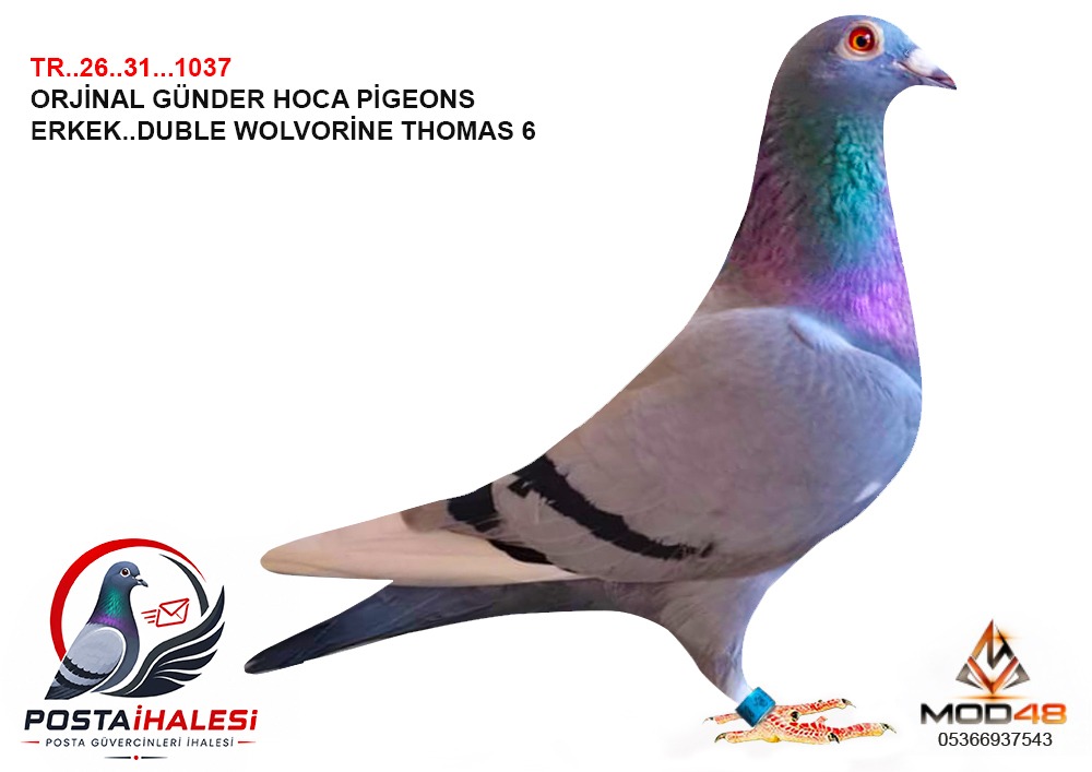 TR-26-31-1037 WOLVORİNE&THOMAS 6