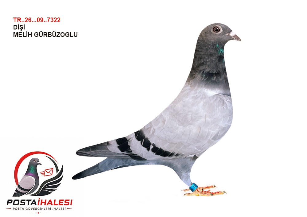 TR26-09-7322 MELİH GÜRBÜZOGLU