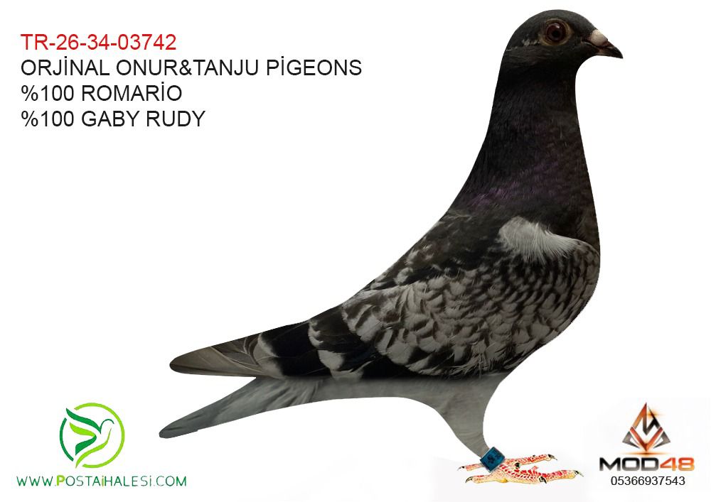 TR-26-34-03742 %100 ROMARİO-%100 GABY RUDY