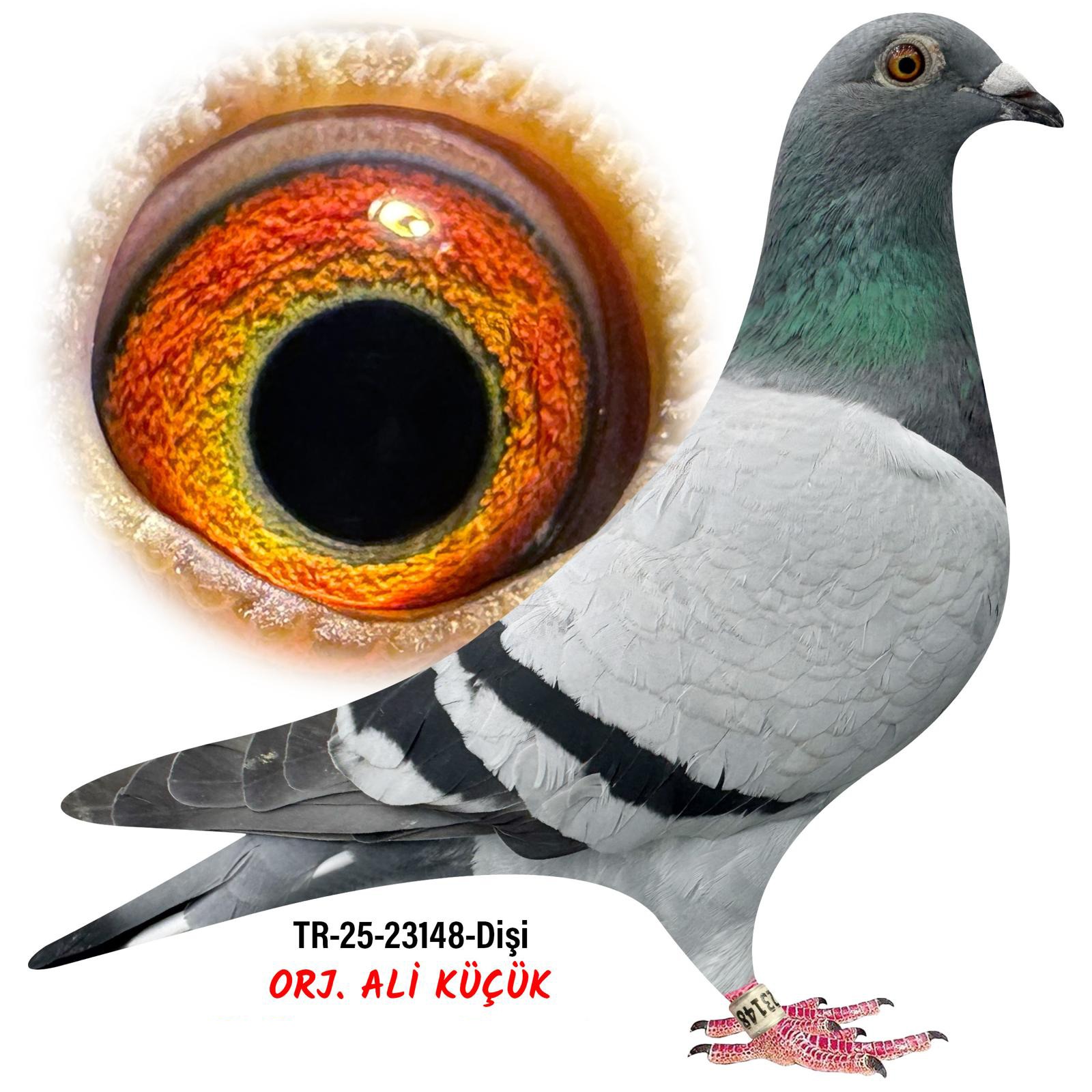 TR-25-23148- ALİ KÜÇÜK MİKE GANUS FİKRET BARIS