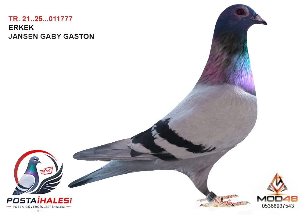 TR-21-25-01177 GASTON JANSEN GABY