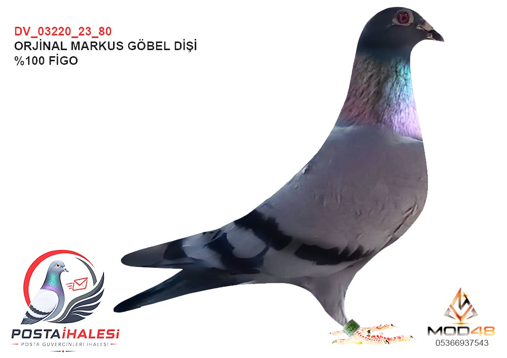 DV-03220-23-80 %100 FİGO