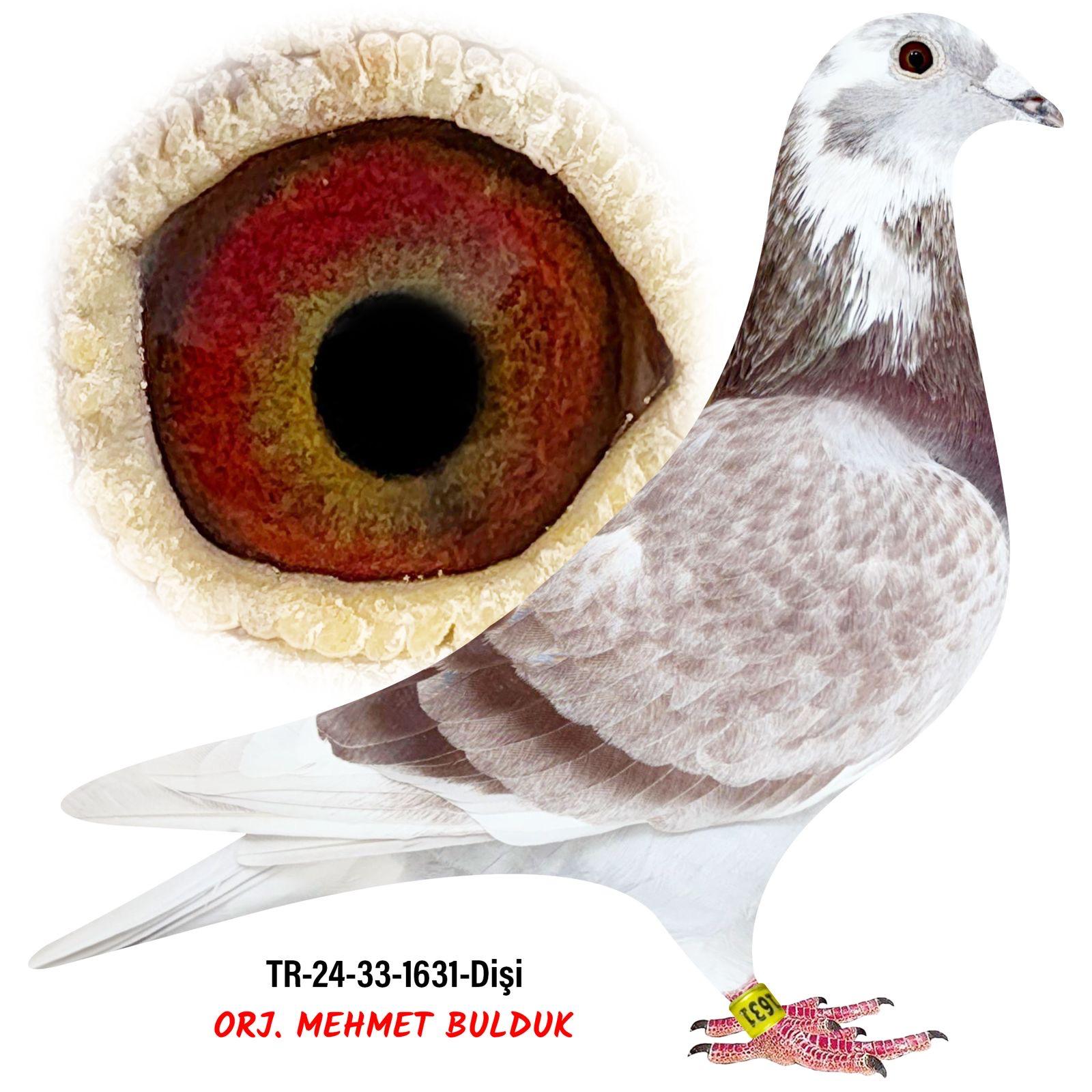 TR--24-33-1631 NEW KİTTEL