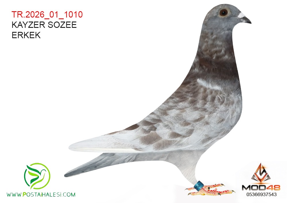 TR-2026-01-1010 KİTTEL ERKEK