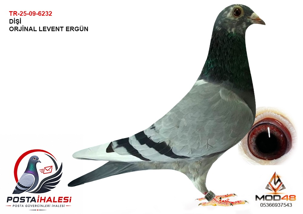 TR-25-09-6232 LEVENT ERGÜN