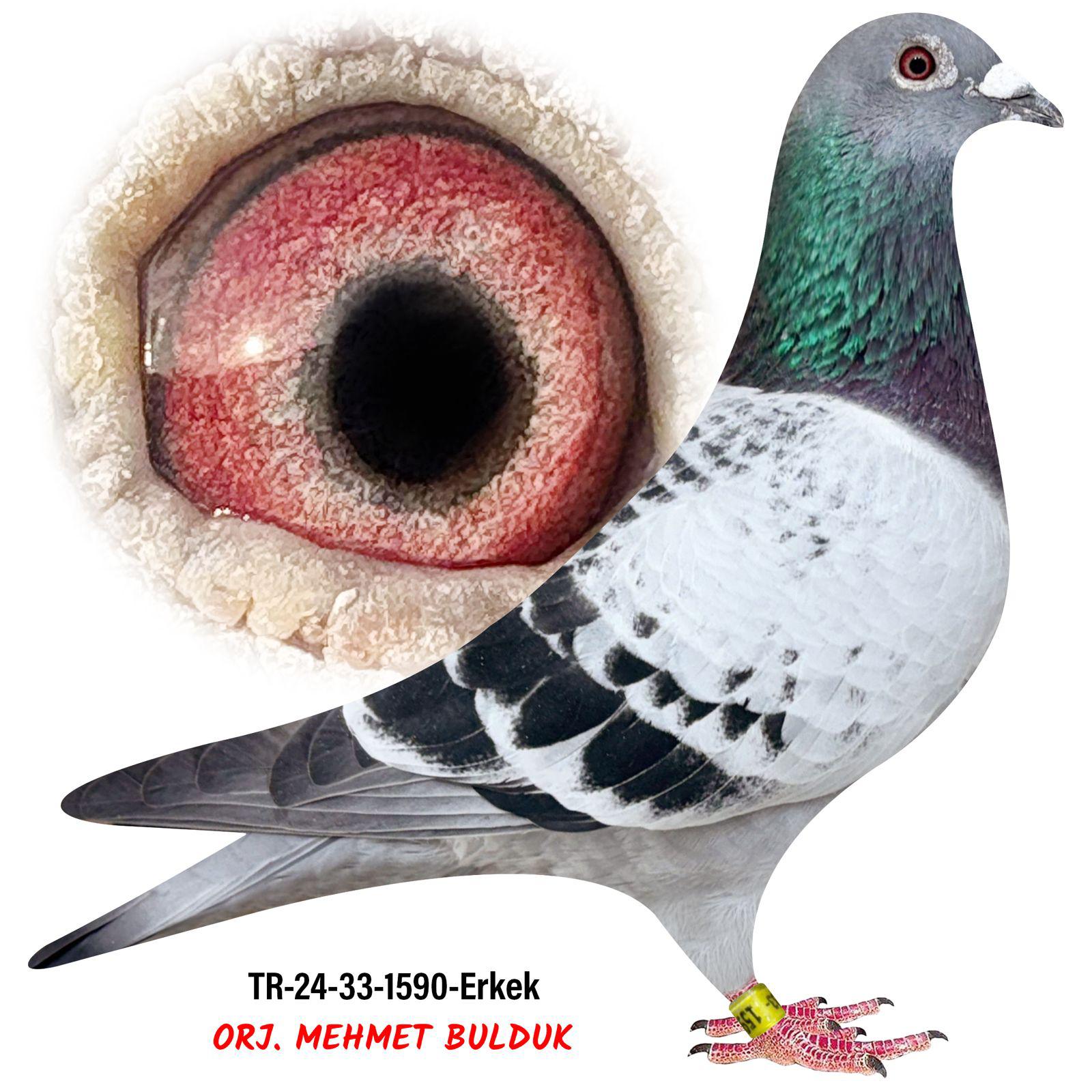 TR-24-33-1589 %100 DRAPPA  POKERFACE