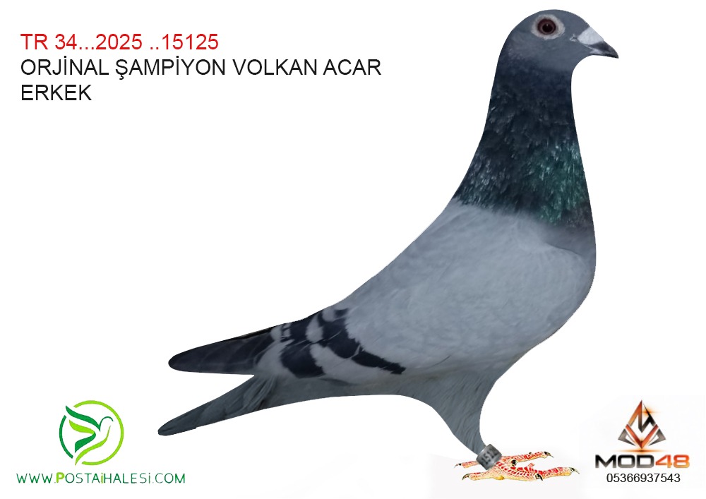 TR--34_25-15125 VOLKAN ACAR