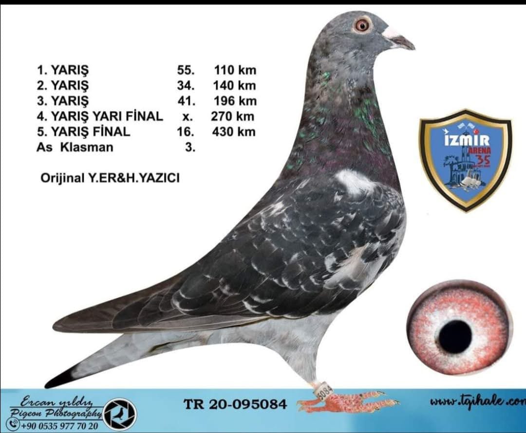 TR 20-095084- 430 KM FİNAL 16 ACE 3