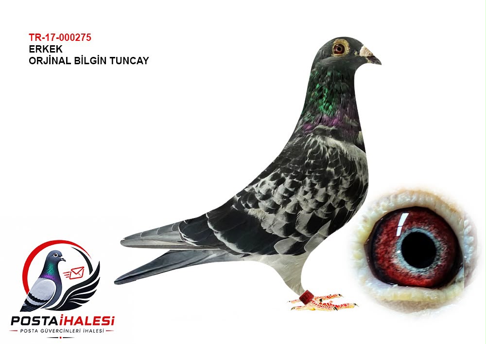 TR-17-000275 BİGİN TUNCAY