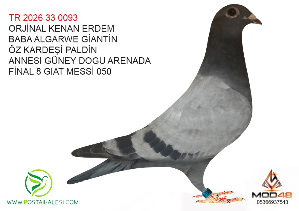 TR-2026-33-0093 BABA DİREK PALDİN GİANTIN ÖZ KARDEŞİ ANNESI FINAL 8