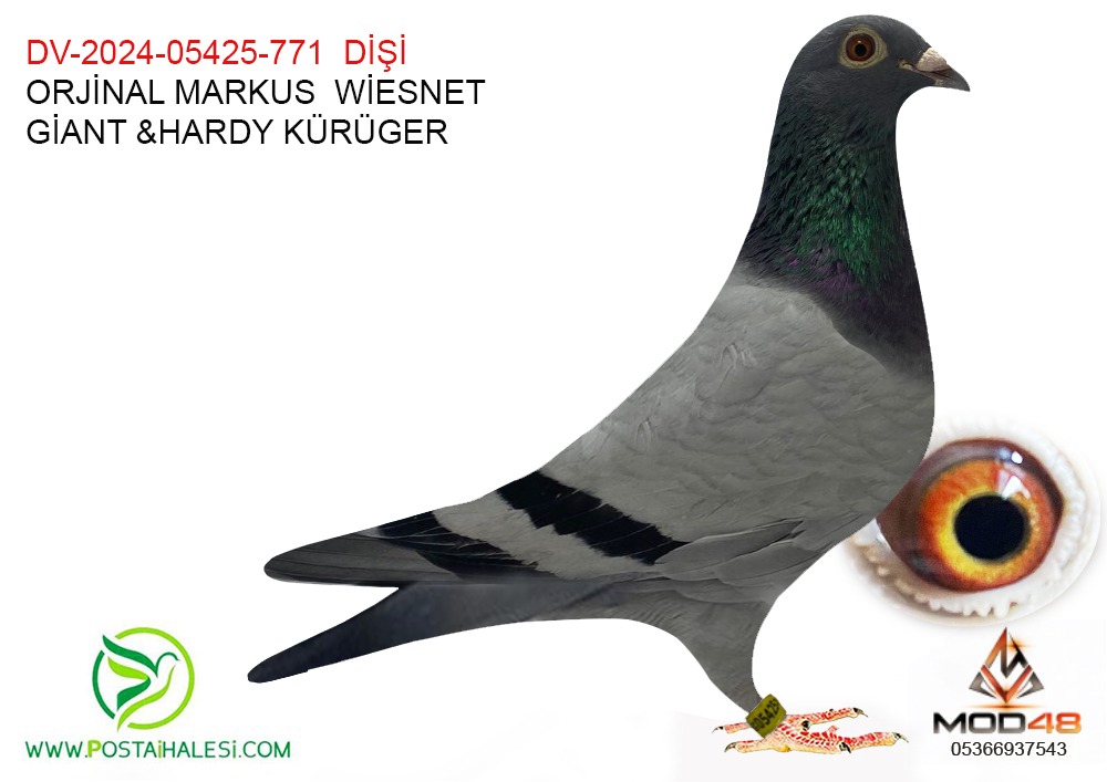 DV-2024-05425-771 GİAN TORUNU-HARDY KRÜGER