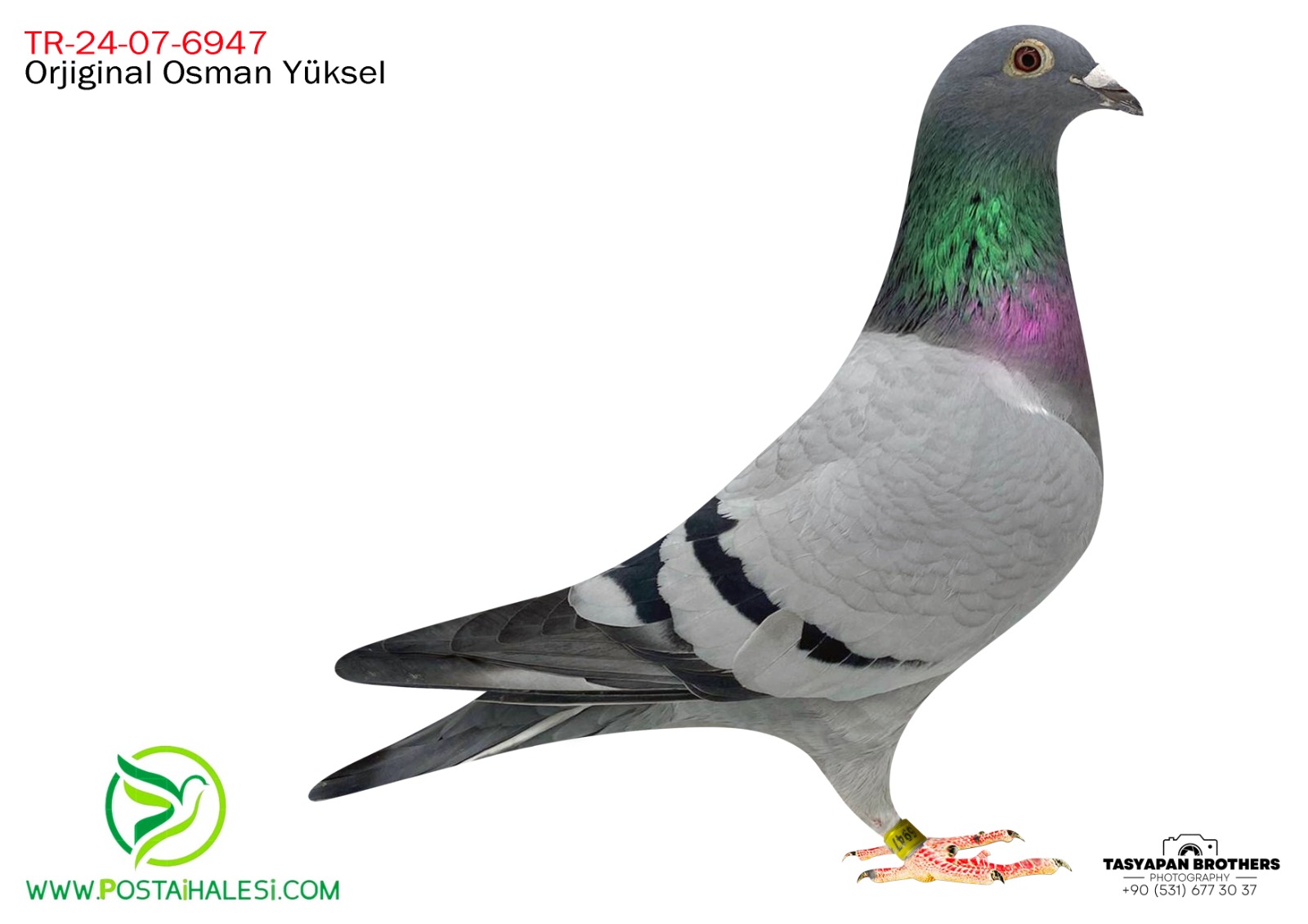 TR-24-07-6947  MENNE