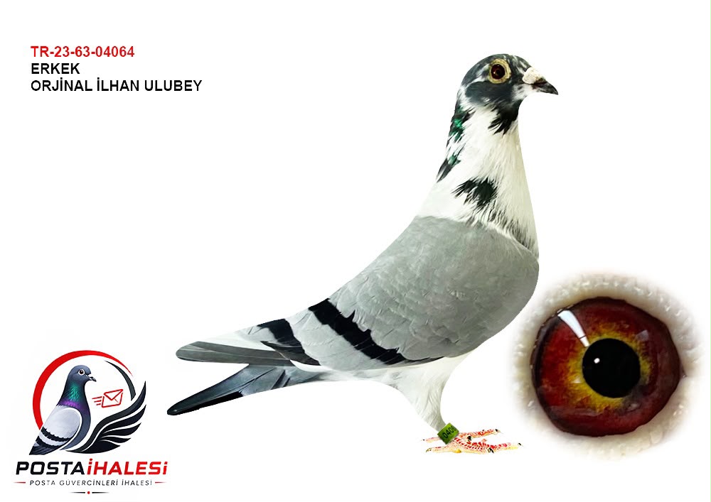 TR-23-63-04064 EDİP SHABAN 105  JÜLİA B.BLOEG