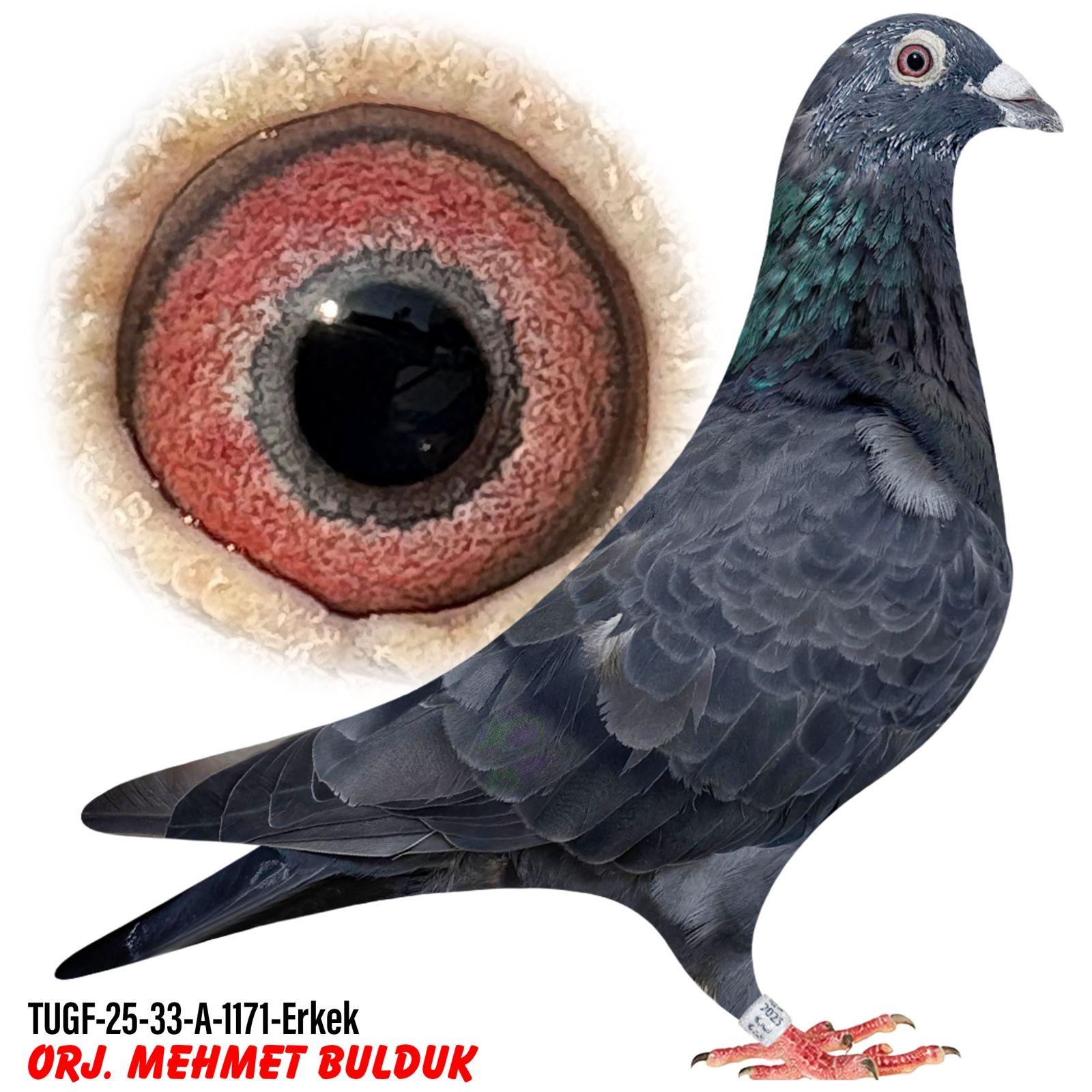 TUGF-25-33-A-1171 MEHMET BULDUK