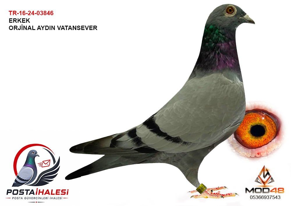 TR-16-24-03846 ORJİNAL AYDIN VATANSEVER