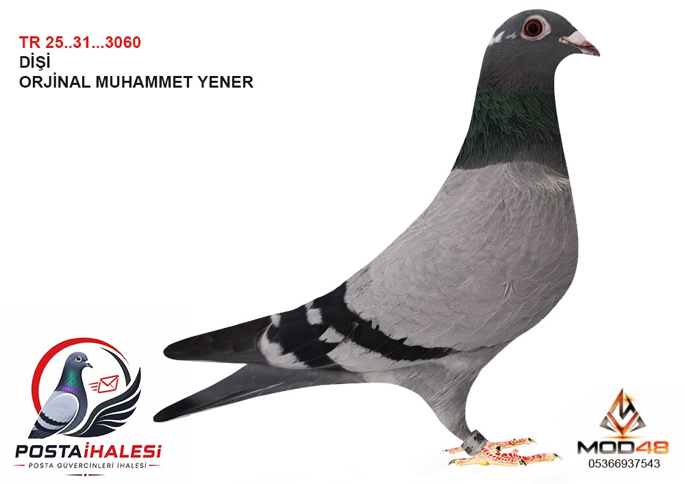 TR-25-31-3060 ORJINAL MUHAMMET YENER
