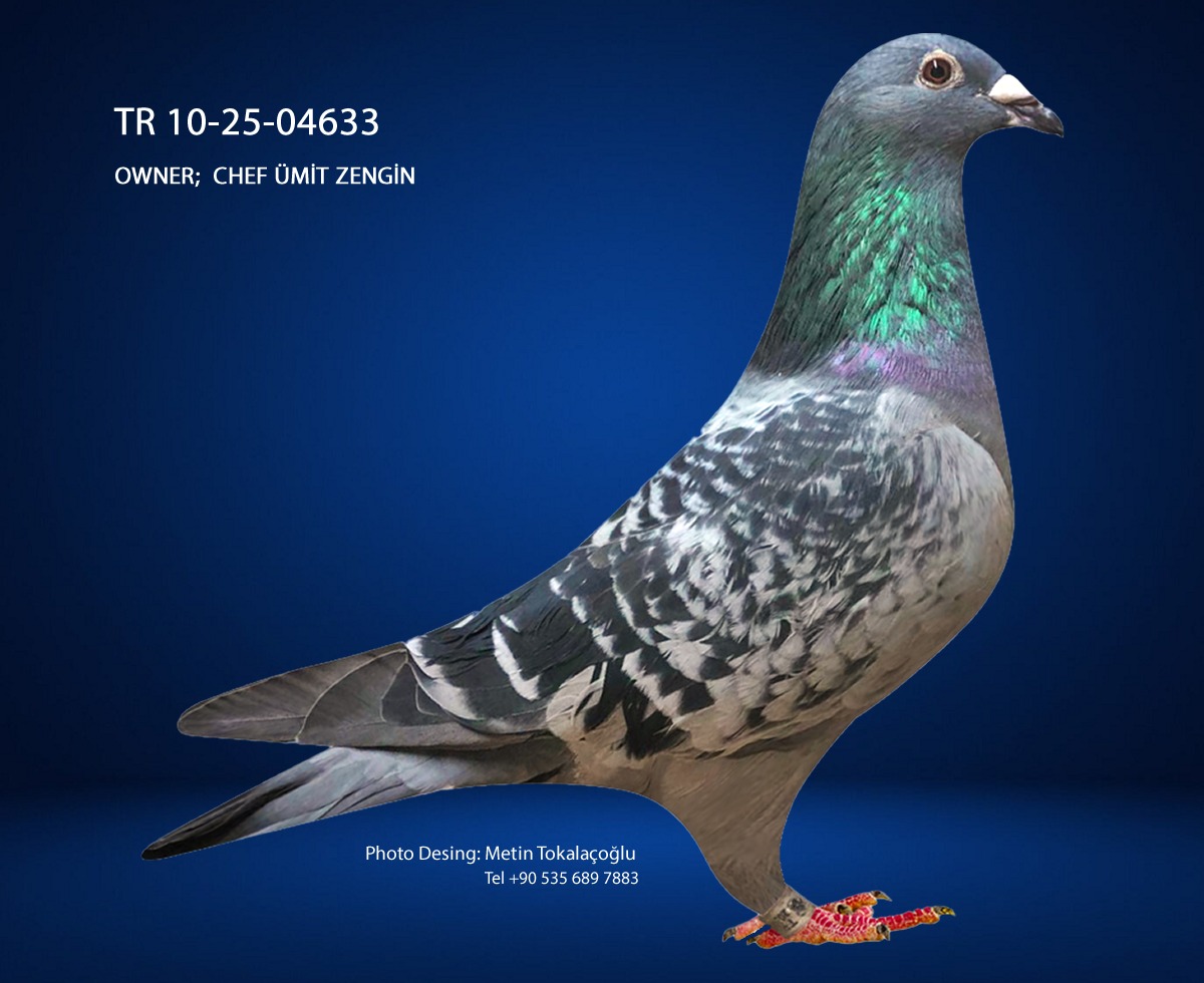 TR-10-25-04633 ORJİNAL ÜMİT ZENGİN SCHAERLAECKENS&JANSSEN