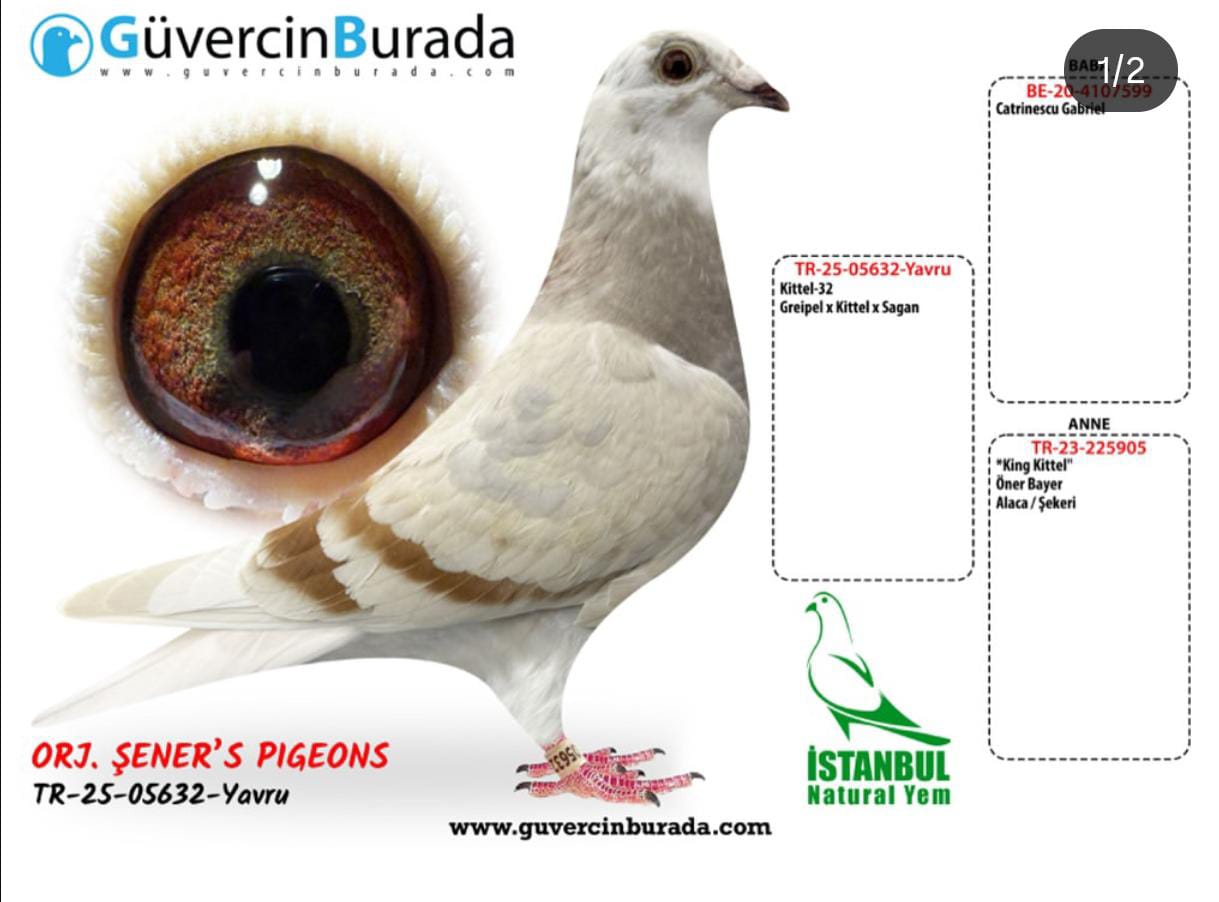 TR-25-05632 % GRAPEL KİTTEL