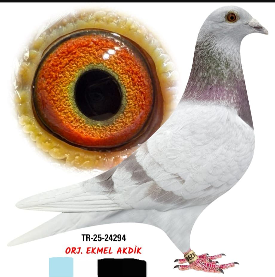 TR-25-24294 EKBEL AKDİK
