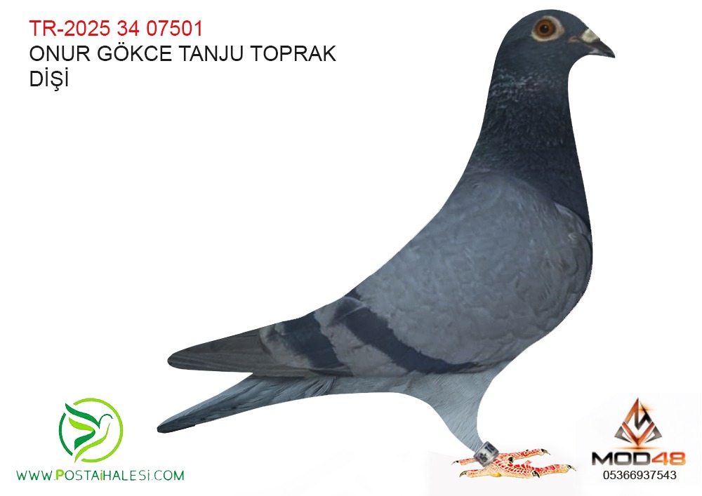 TR-2025-34-07501 % 100 ROMARİO PİTCE SİNEDU