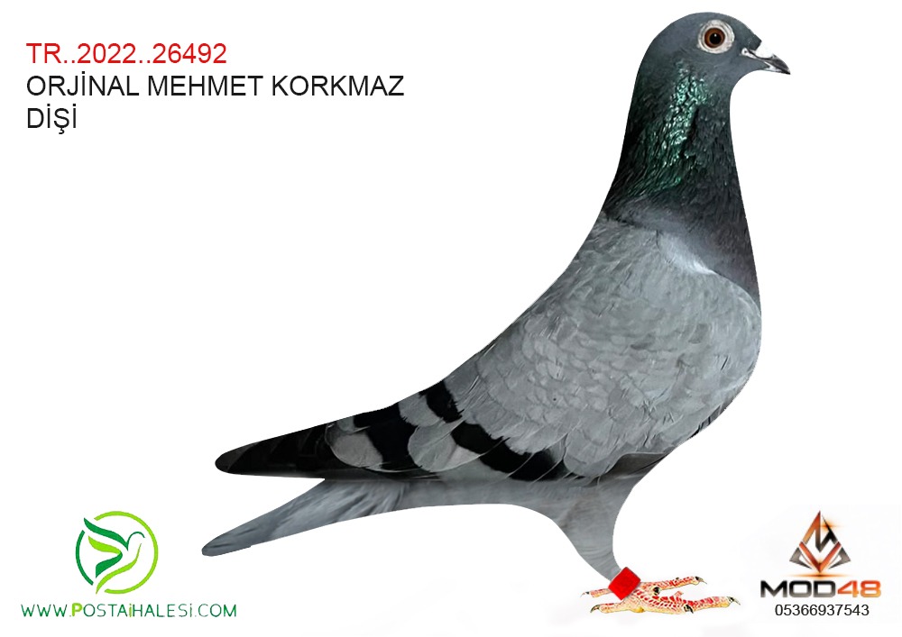 TR-22-26492 SG STEFF JANSEN KOOPMAN DELBAR