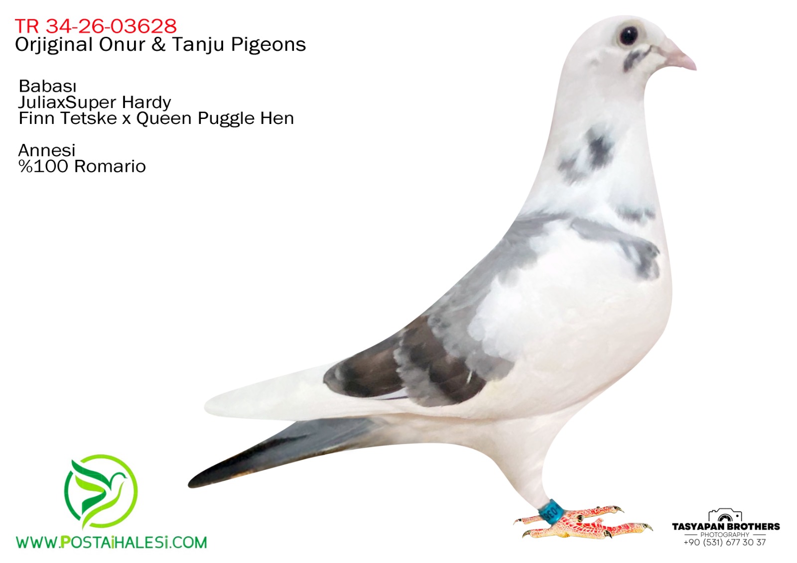 TR-34-26-03628  JULİA- TOM VAN GAVER-FİNN TESTKE-SUPER HARDY &ROMARİO