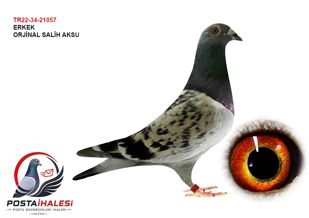 TR22-34-21057 GİANT TORUNU&HARDY KRÜGER