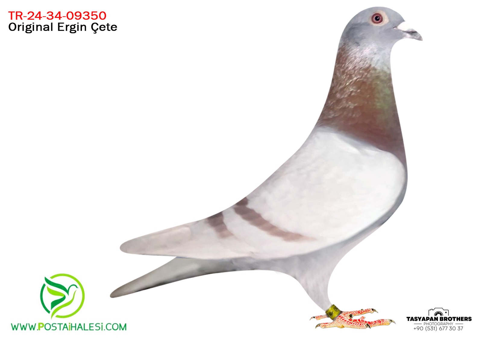 TR 24-34-09350 KİTTEL-PORŞHE 911