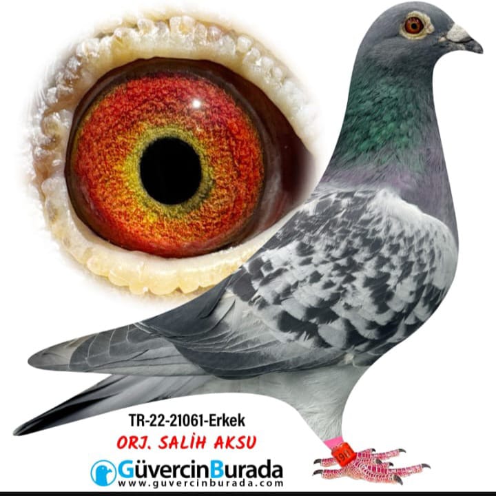 TR-22-21061 %100 DE FİGO 