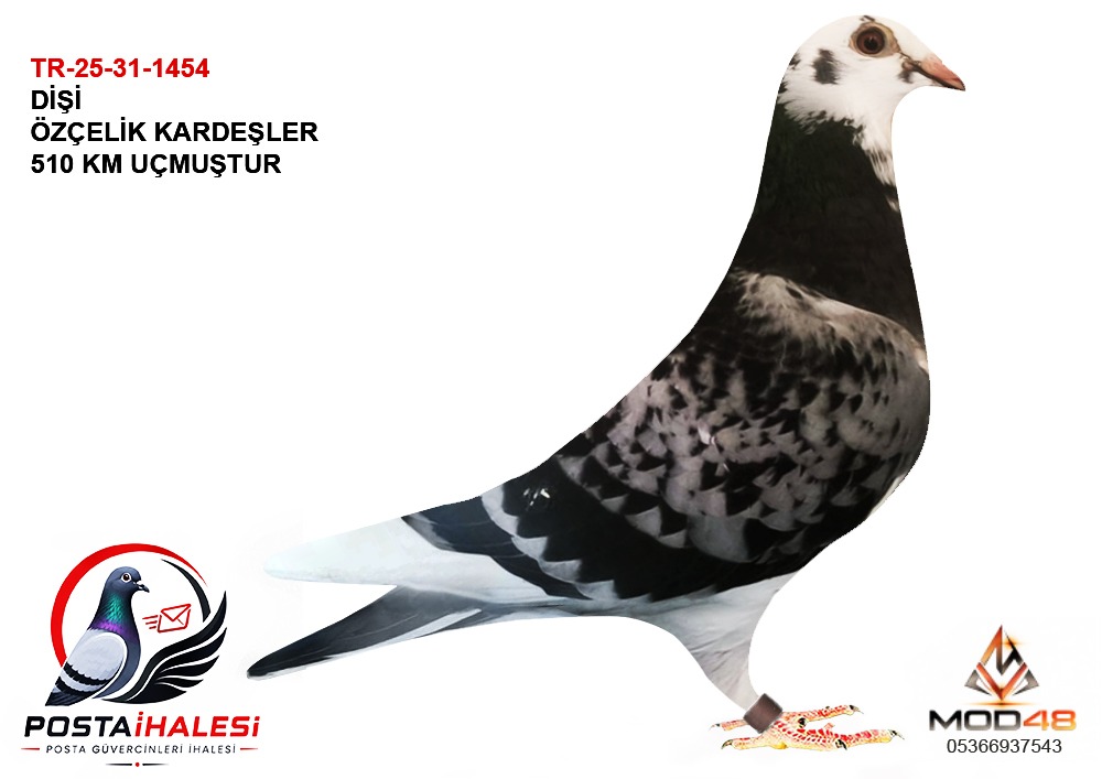 TR-25-31--1454 MURAT ÖZÇELİK 510 KM UCMUSTUR