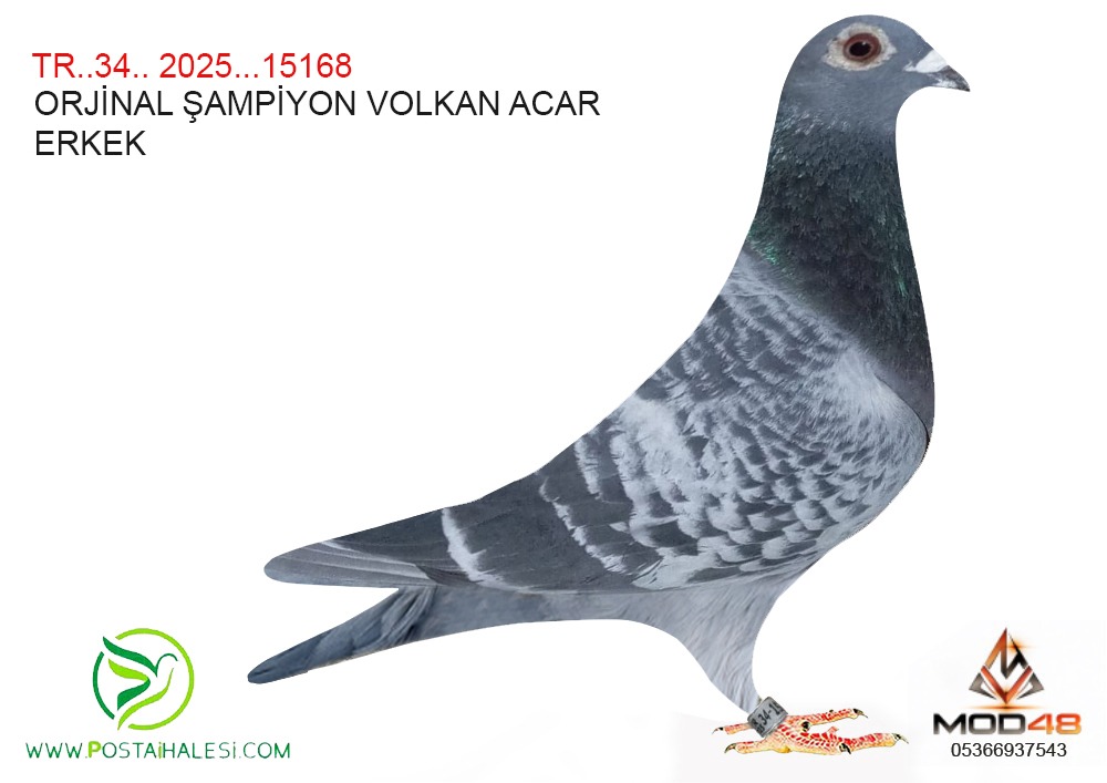 TR-34-25-15168 ORJİNAL VOLKAN ACAR
