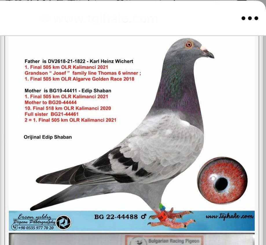 BG-22-44488 STAR 11- EDİP ŞABAN 105 TORUNU 