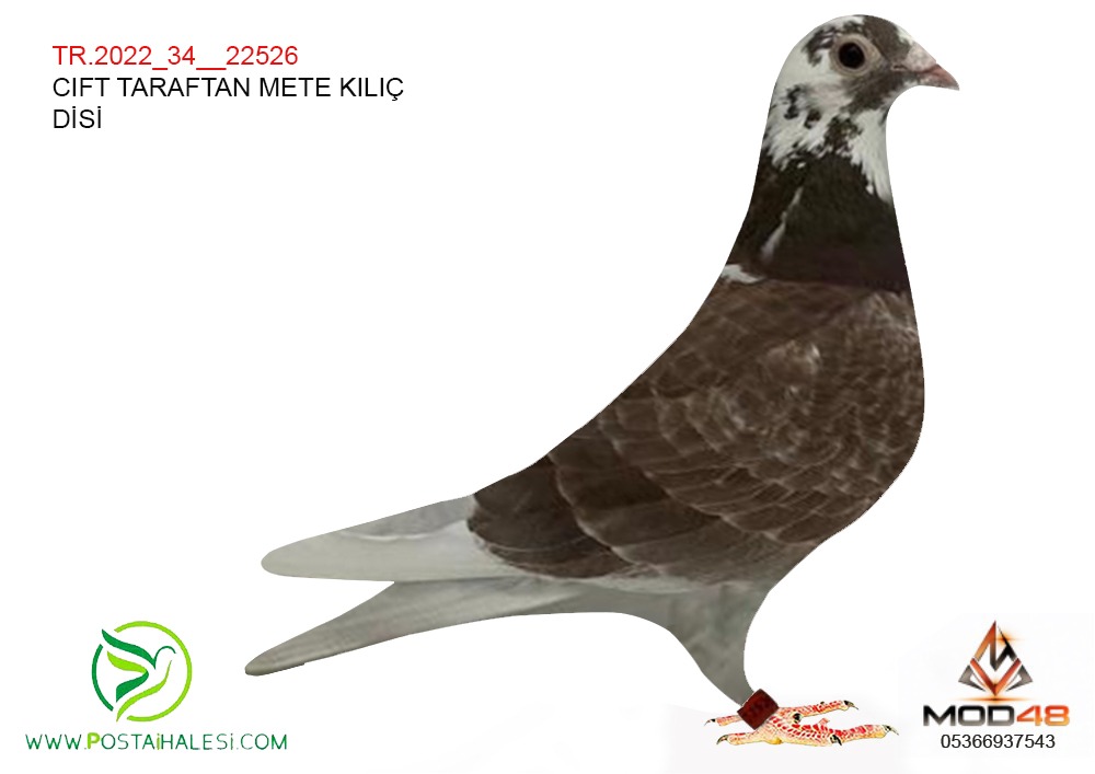 TR-2022-34-22526 METE KILIÇ