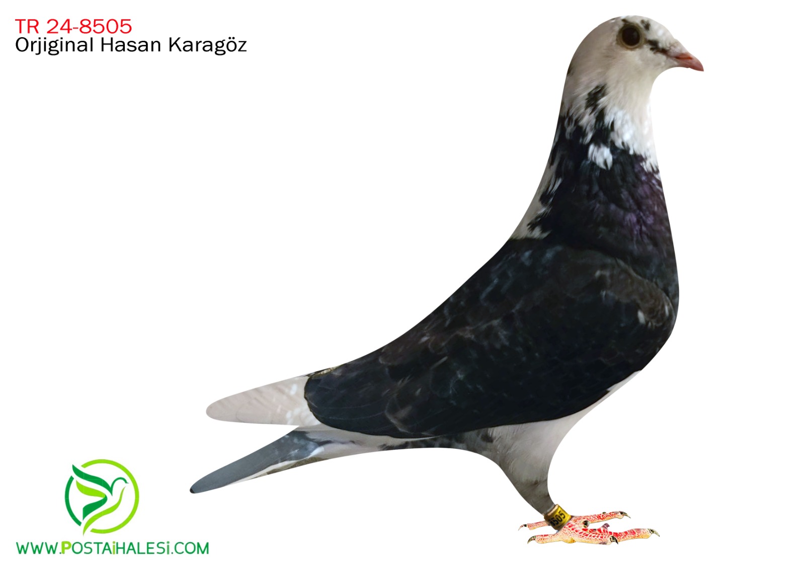 TR-24-80-8505  JOS TOHONE 