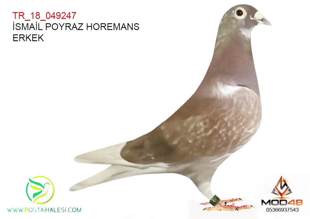 TR 18-049247 İSMAİL POYRAZ HOROMANS