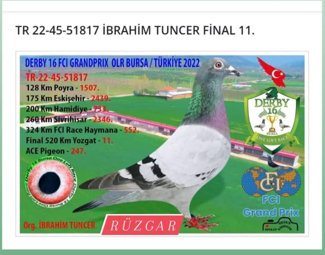 TR-22-45-51817_DERBY 16 FİNAL 520 KM 11 CİSİ  GABY JANSEN DKLAK ARDEN