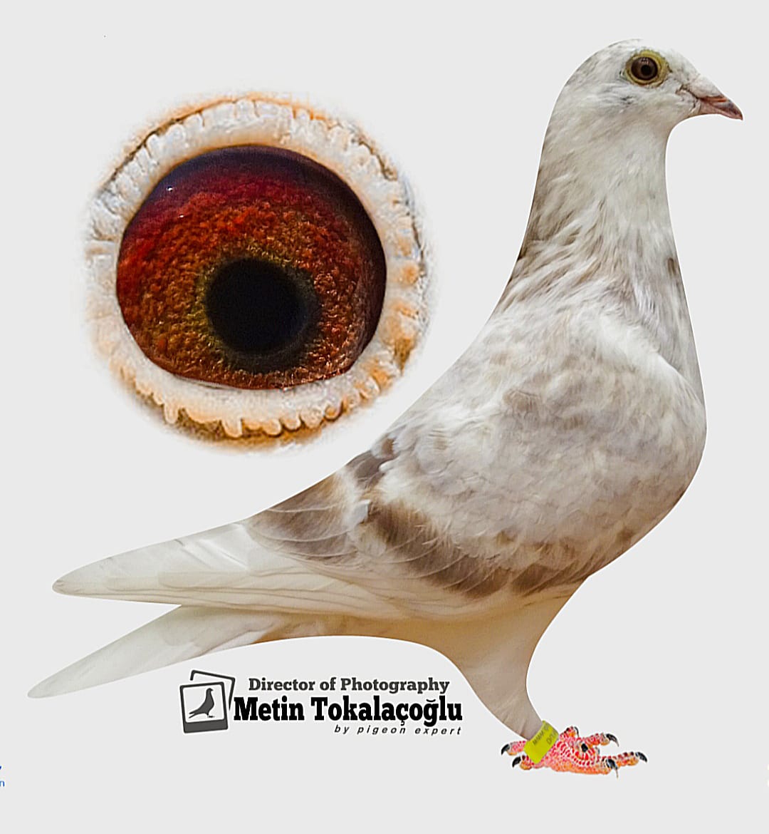 TRY-25-34-11216  PİTBULL-KİTTEL