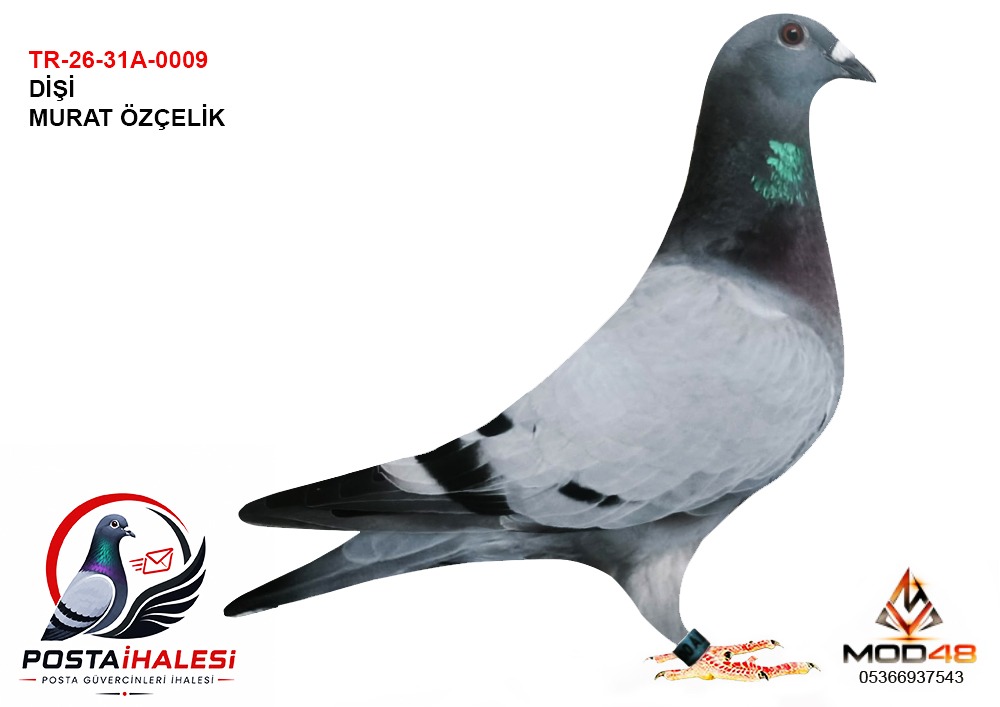 TR-26-31-A-0009 MURAT ÖZÇELİK