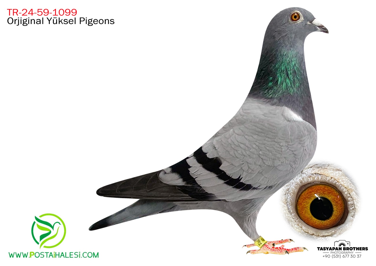 TR-24-59-1099 SG STEFF %100 NEYMAR & EDİP SHABAN DOCHOLİDAY