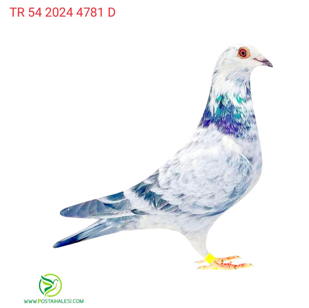 TR-54-2024-4781 JOS THONE