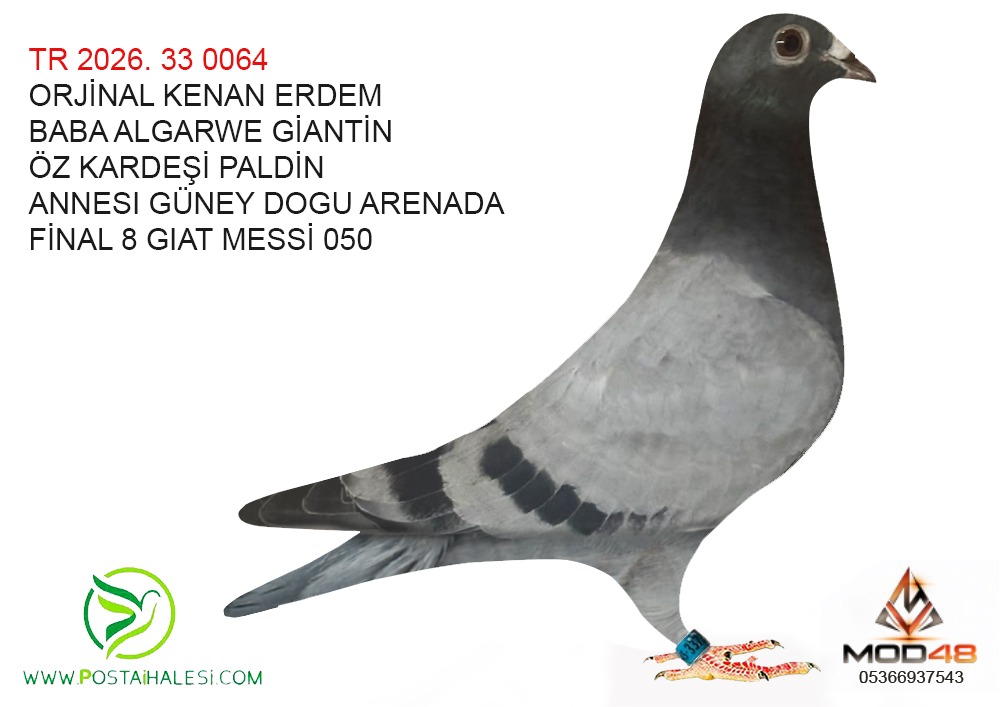 TR-2026-33-0064 BABA GİATIN ÖZ KARDEŞİ PALDİN ANNESI FİNAL 8