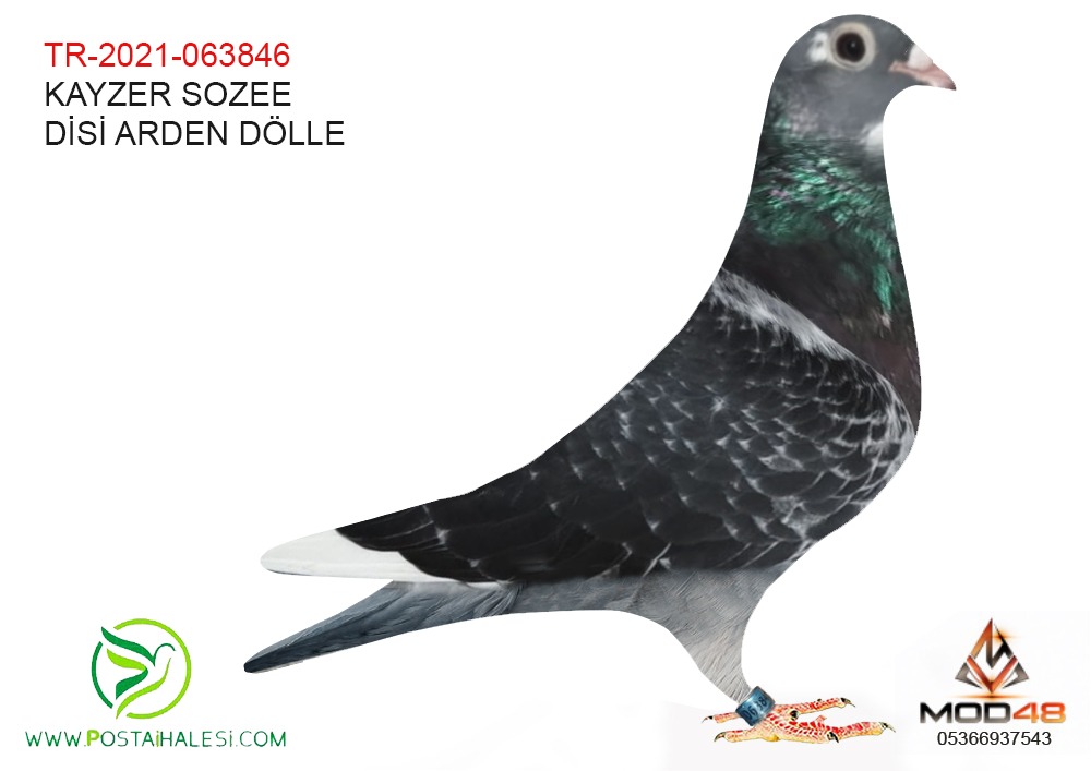 TR-21-063846 %100 JAN AERDEN DOLLE