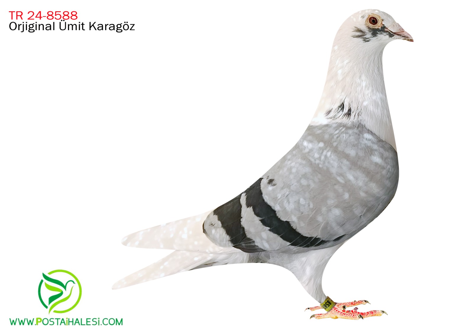 TR-2024-80-8588 GREXS